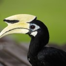 Oriental Pied Hornbill